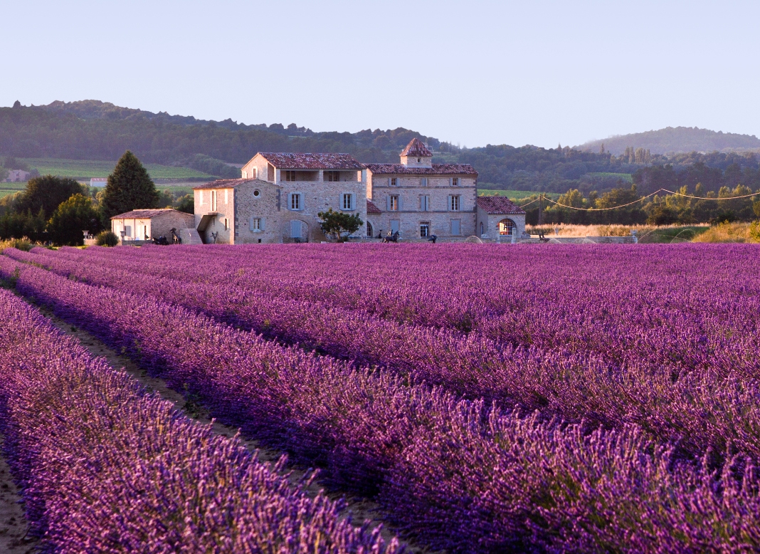 Lavender_field