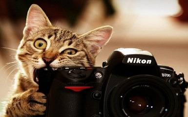 funny-cat-facebook-cover4