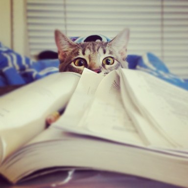 funny-cat-pictures-018-001